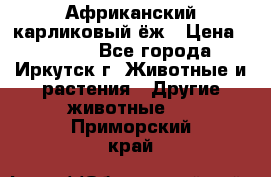 Африканский карликовый ёж › Цена ­ 6 000 - Все города, Иркутск г. Животные и растения » Другие животные   . Приморский край